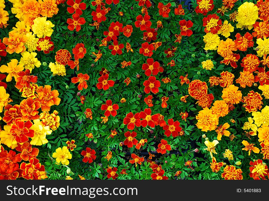 A background of bright orange & red spring flowers. A background of bright orange & red spring flowers.