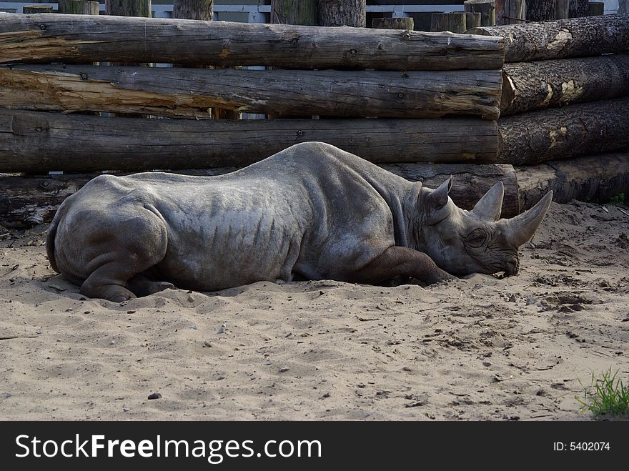 Rhinoceros enjoying afternoon siesta time. Rhinoceros enjoying afternoon siesta time.