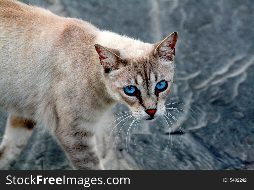 Portrait of a blue eyed cat looking at you, nice background. Portrait of a blue eyed cat looking at you, nice background