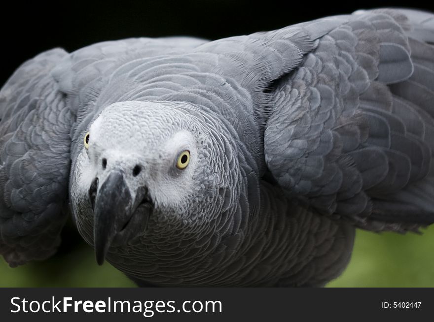 African Grey Parrot peering inquisitively down the barrel of my lense. African Grey Parrot peering inquisitively down the barrel of my lense.