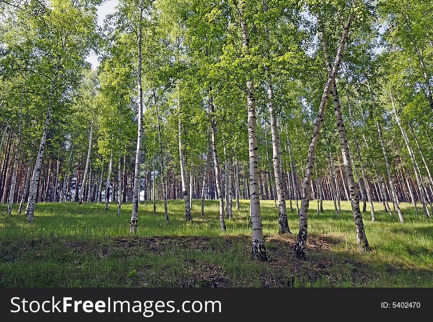 Birch grove in early spring