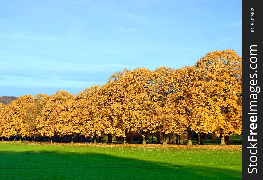 Tree alley with a yellow field. Tree alley with a yellow field...