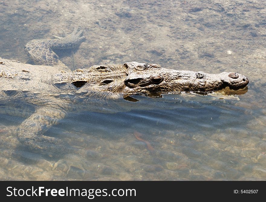Close view of the crocodile in a swamp of Punta Sur Ecological Park on Cozumel island, Mexico. Close view of the crocodile in a swamp of Punta Sur Ecological Park on Cozumel island, Mexico.