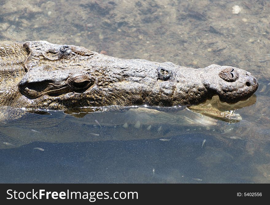 Crocodile S Teeth Brushing