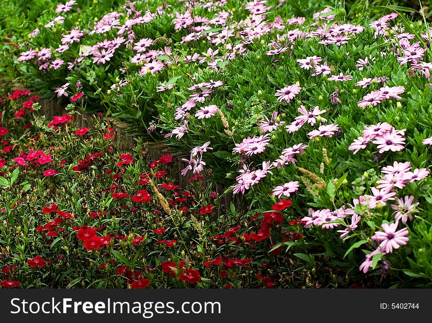 Picture of the wild chrysanthemums