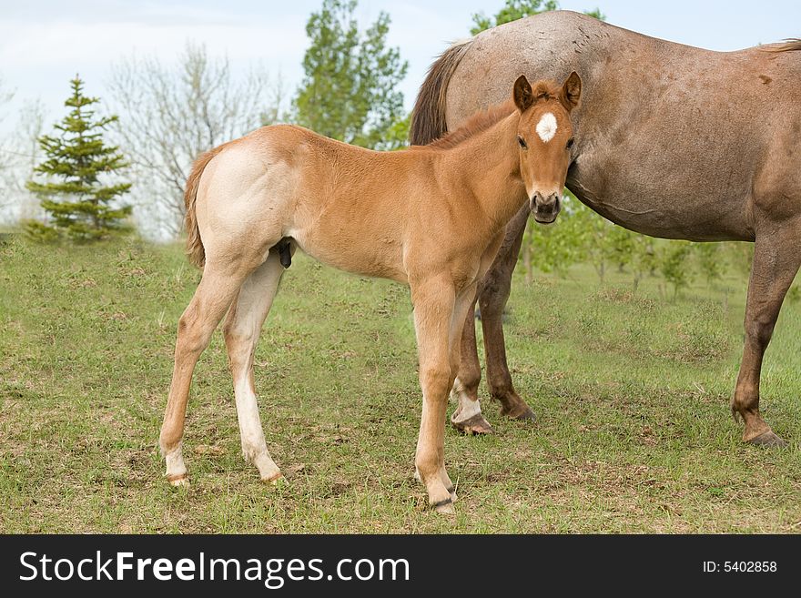 Red roan quarter horse foal with star on face