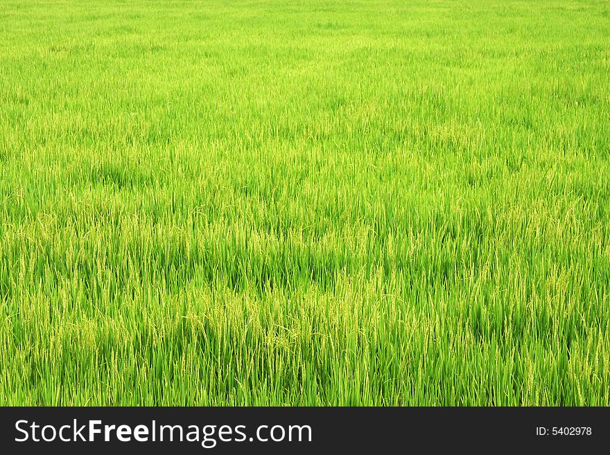 A large green paddy field on sunny day.