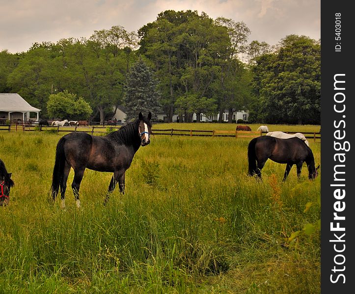 This is a photo of a horse farm.