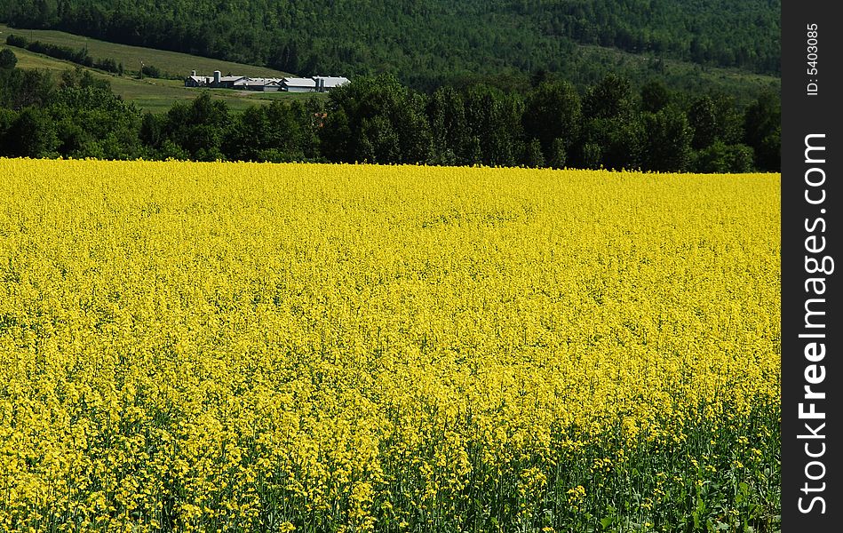 Rural mustard farm in bloom