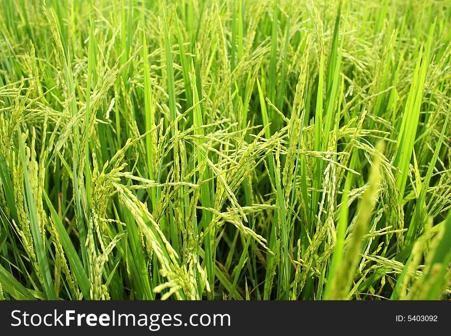 Green paddy field on sunny day.