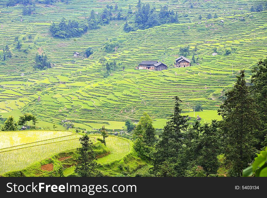 The landscapes of Guizhou mountain with the house, trees and  terrace. The landscapes of Guizhou mountain with the house, trees and  terrace.