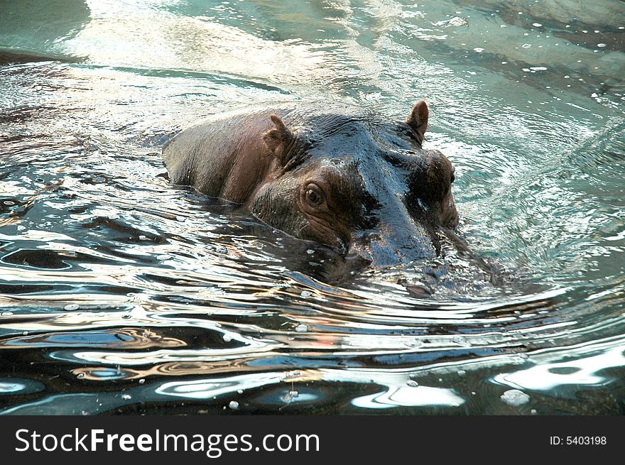 Hippos at the National Zoo in Washington DC