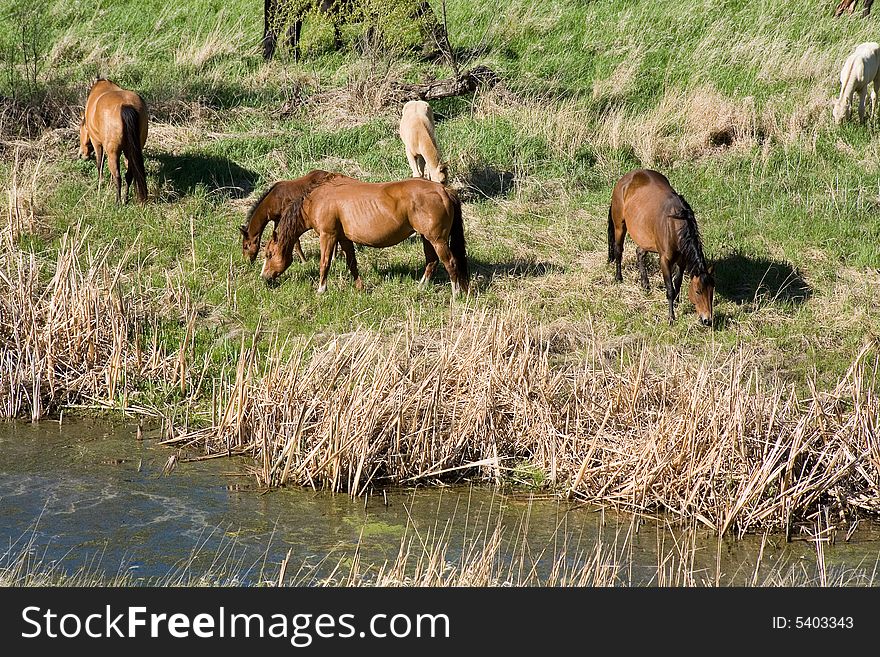 Quarter horses grazing by a stream or river. Quarter horses grazing by a stream or river