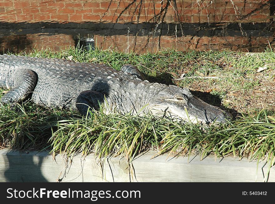 Crocodile lying in the high grass