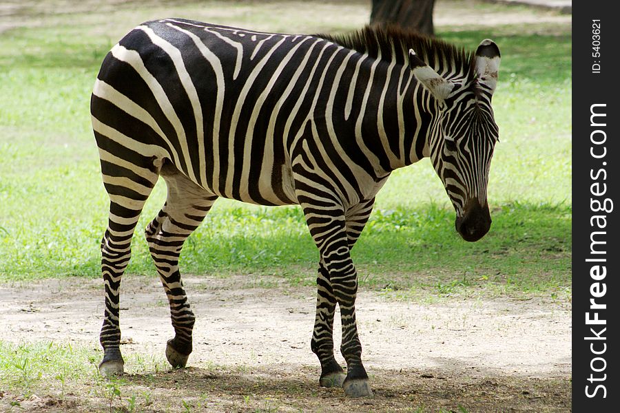 A zebra taking a stroll in warm sunshine.