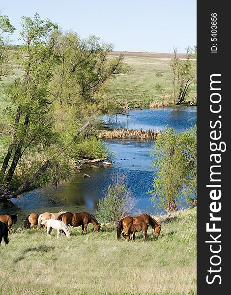 Quarter horse mares and foals grazing by a stream ,trees and green grass. Quarter horse mares and foals grazing by a stream ,trees and green grass