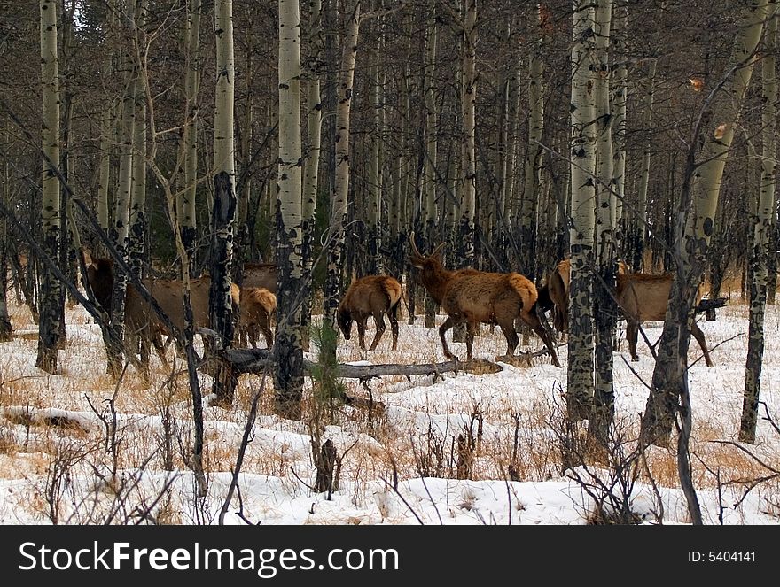 A herd of wapiti (North American Elk) in Rocky Mountain National Park. A herd of wapiti (North American Elk) in Rocky Mountain National Park