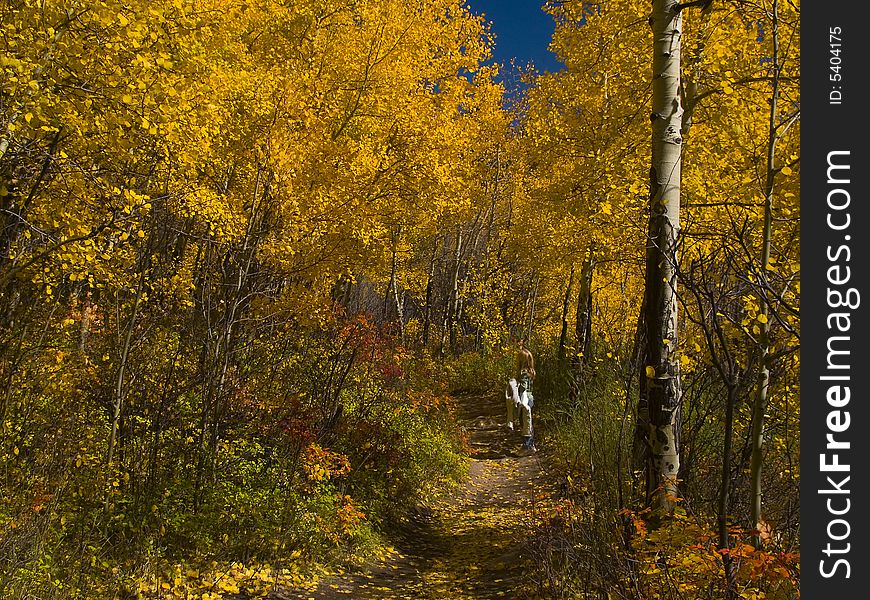 A child stops to view with awe the vibrant beauty of the woods in autumn. A child stops to view with awe the vibrant beauty of the woods in autumn.