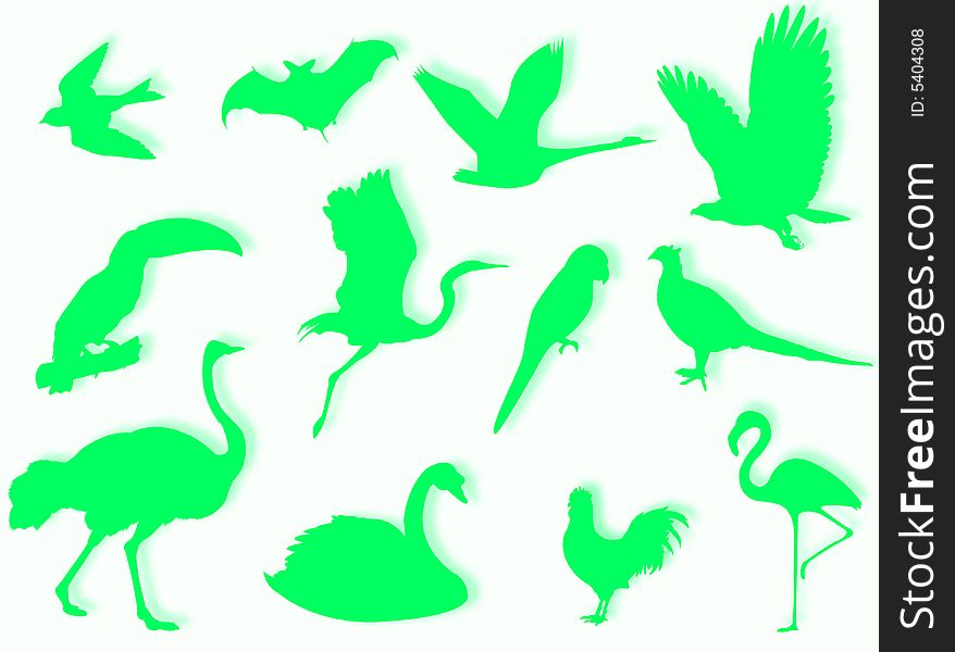 Birds silhouette to represent different species