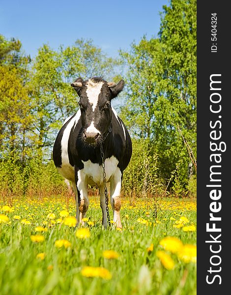 The adult black-and-white cow stands on a green meadow with yellow flowers and looks in a shot. The adult black-and-white cow stands on a green meadow with yellow flowers and looks in a shot