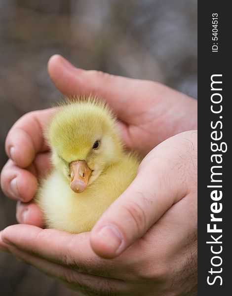 Little goose in a human hands
