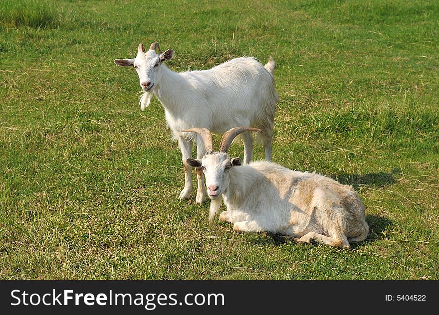 A goats on the meadow