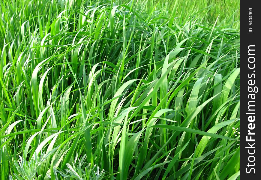 Rural landscape, new green grass. Rural landscape, new green grass