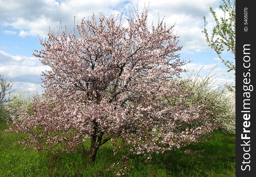 Spring blossoming garden of fruit trees