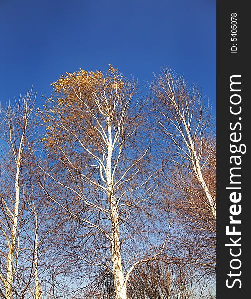 Trees tops in autumn with dry brown leaves against blue sky. Trees tops in autumn with dry brown leaves against blue sky