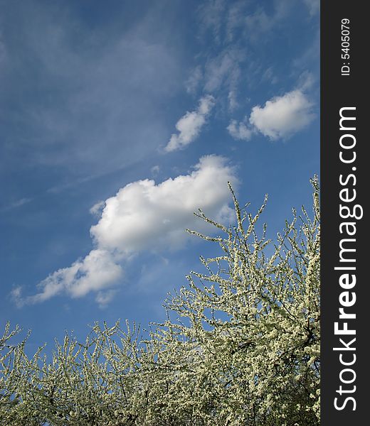 Spring blossoming garden of fruit trees