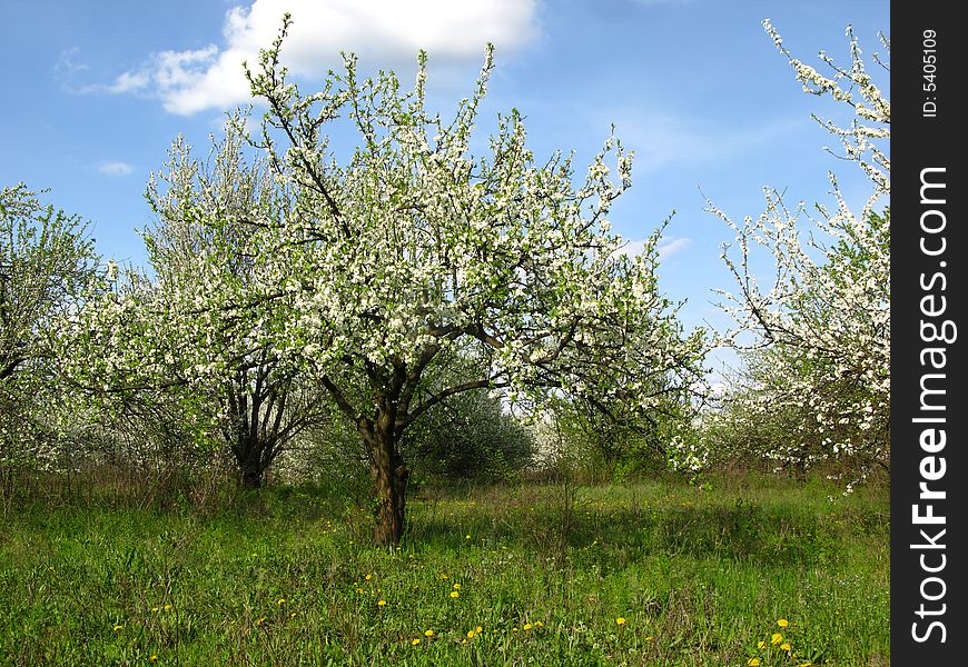 Spring blossoming garden of fruit trees