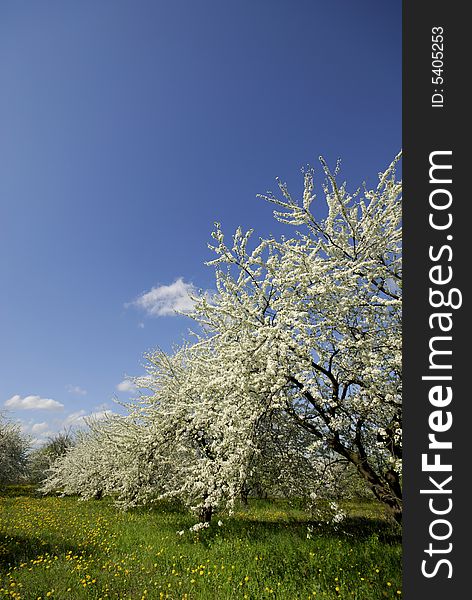 Blossoming plam garden in solar spring day