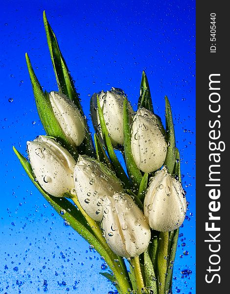 Seven white tulips in water with air vials close up on a blue background