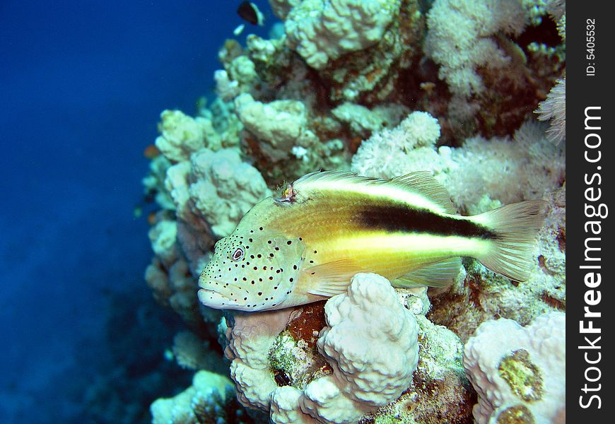 This grouper is waiting silently for a passing prey