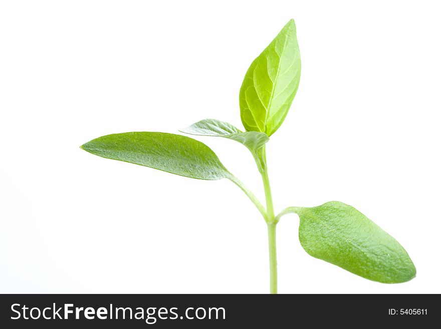 Transplant of a tree on a white background. Concept for environment conservation.