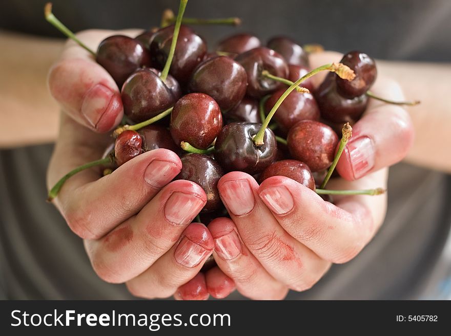 Hands full of fresh ripe cherry, shallow DOF