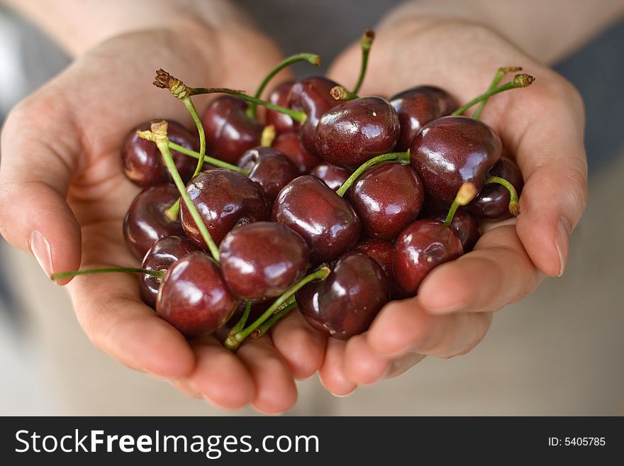 Hands full of fresh ripe cherry, shallow DOF. Hands full of fresh ripe cherry, shallow DOF