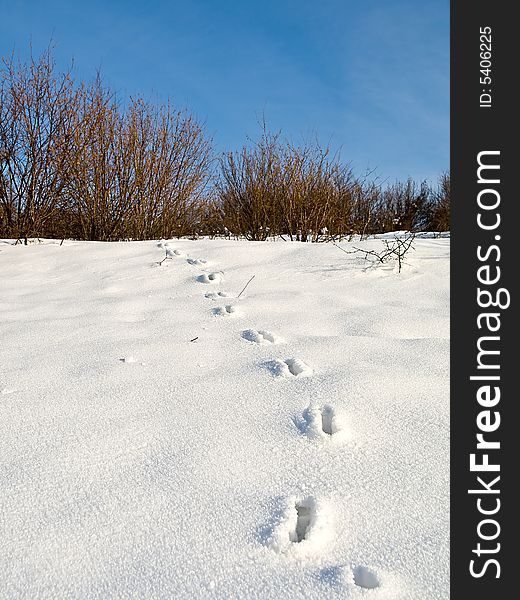 Winter detail of hill covered with snow with visible animal tracks.