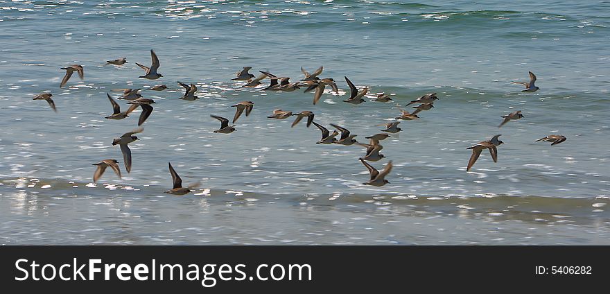 Birds flying together in a beach. Birds flying together in a beach.