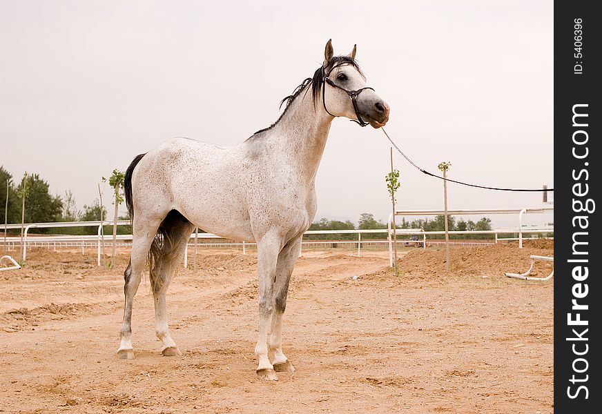 Arab horse in a farm of beijing