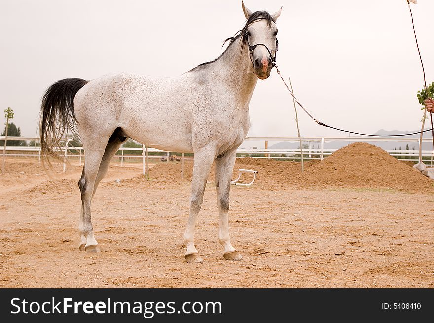 Arab horse in a farm of beijing