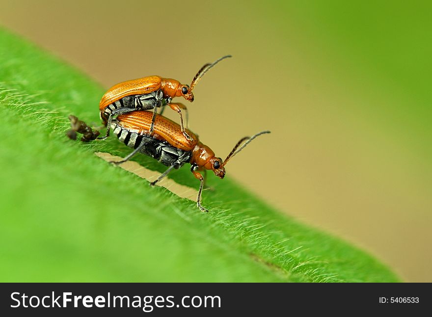 Two beetles, in the leaves, happy reproductive behavior. Two beetles, in the leaves, happy reproductive behavior.