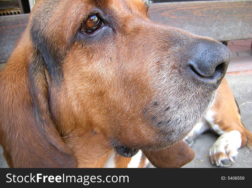 Basset hound - cute dog - brown