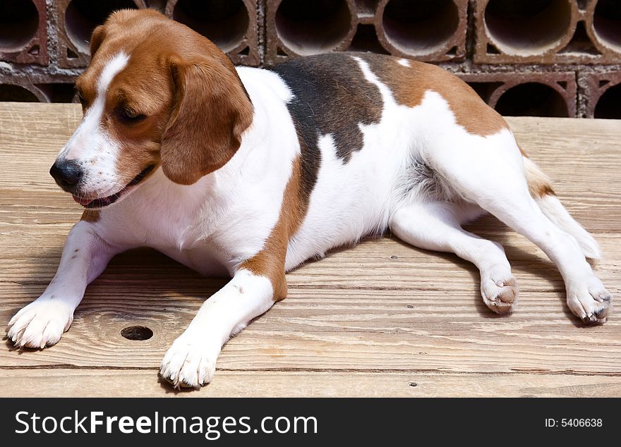 A cute purebred beagle sitting outdoor