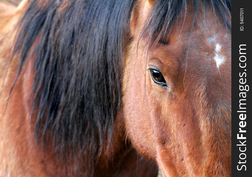 Close up of a horse. Close up of a horse