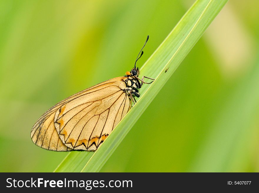 Butterfly (Acraea Issoria Hubner)