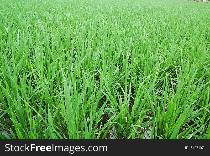 Green rice seedling in the field. Green rice seedling in the field.