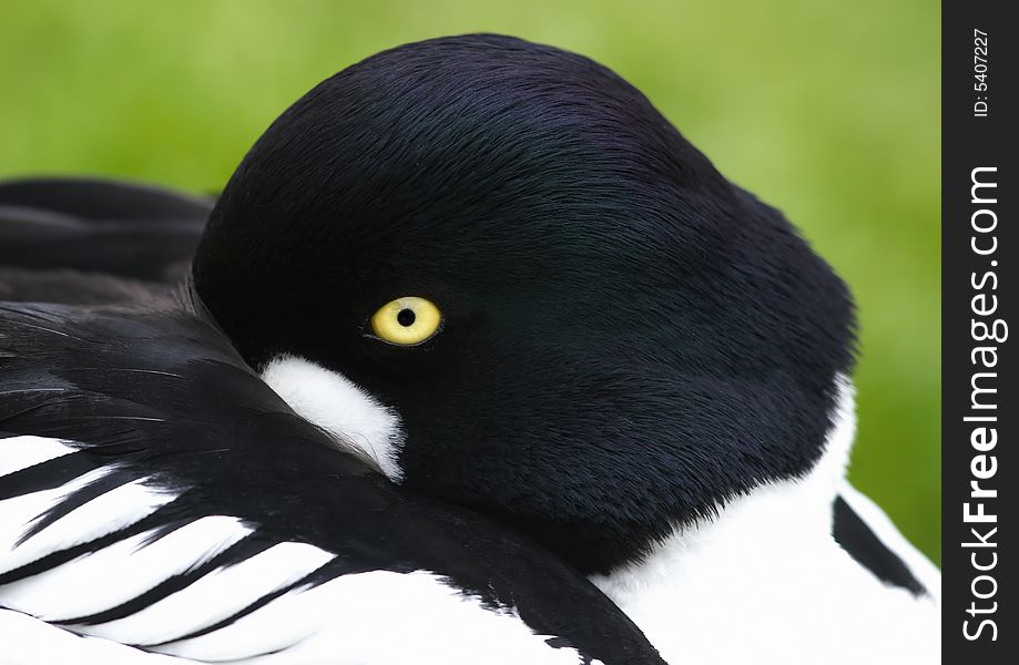 Colorful portrait of Common Goldeneye. Colorful portrait of Common Goldeneye