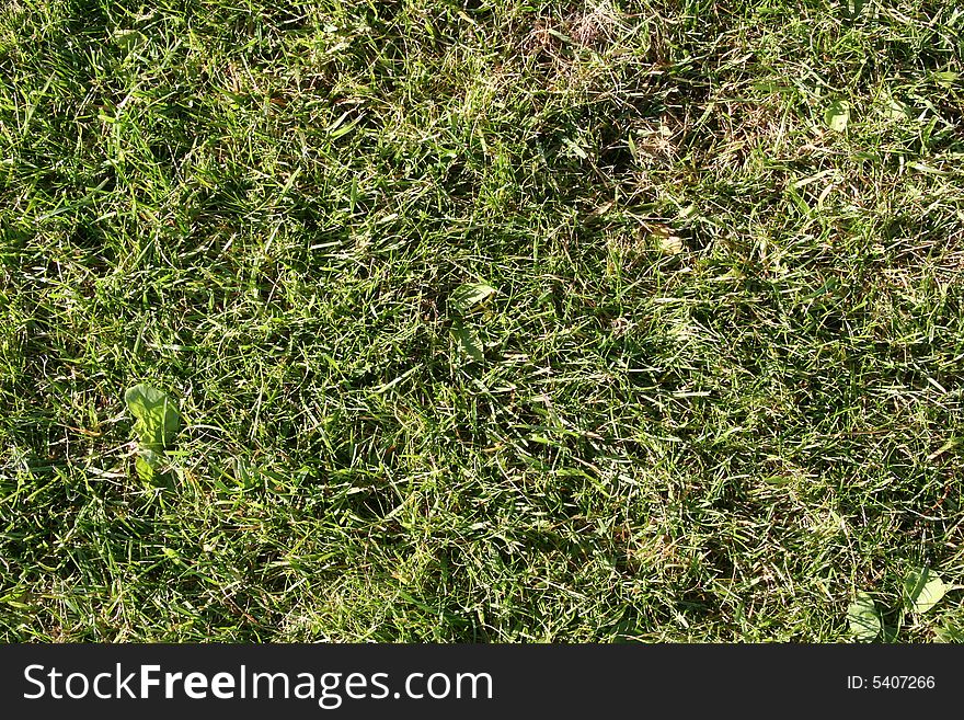 Green grass Meadow, close-up shot