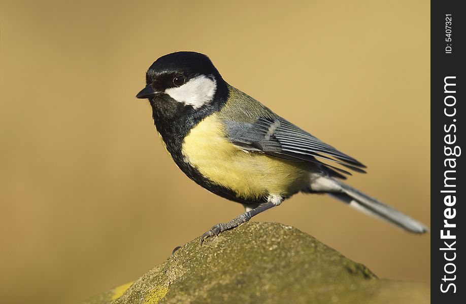 Small bird posing on rock. Small bird posing on rock